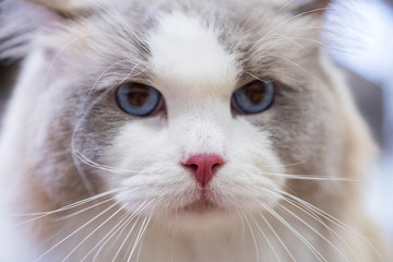 Macro view of ragdoll pink nose. Selective focus