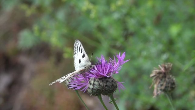 Mosel-Apollo (Parnassius apollo vinningensis) auf Flockenblume bei Valwig 