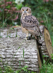 owl