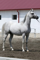 horse on white background