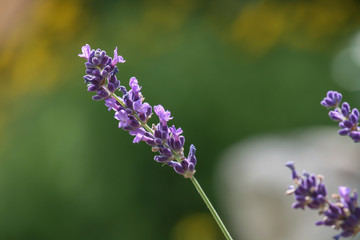 close-up of a blooming lavender