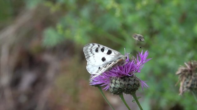 Mosel-Apollo (Parnassius apollo vinningensis) auf Flockenblume bei Valwig 