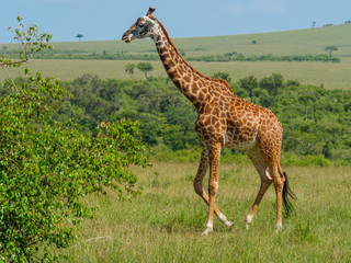 Reticulated giraffe in a Kenya
