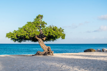 Lonely tree