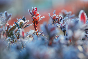 霜、ツツジ、赤い葉、冬景色、季節感、冬、朝