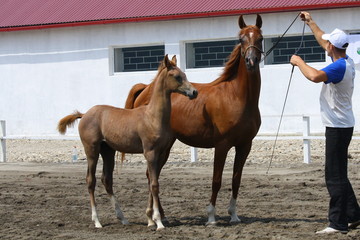two horses 