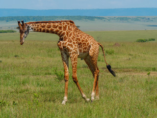 Reticulated giraffe in a Kenya