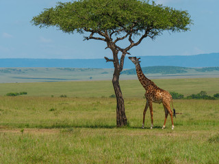 Reticulated giraffe in a Kenya