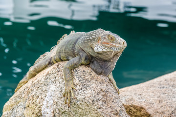 iguana on rock