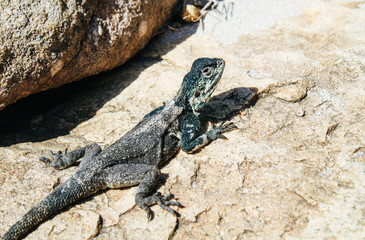 Close up of an Agama lizard sitting on a rock in the Cape of good hope national Park in South Africa