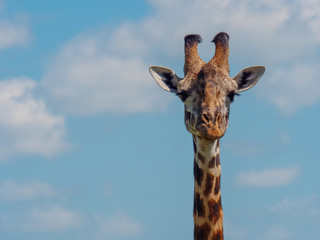 Naklejka premium Reticulated giraffe in a Kenya