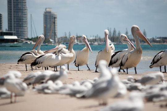pelicans on the beach flock of bird Gold Coast Australia