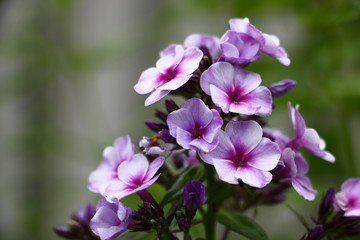Obraz na płótnie Canvas In an inflorescence of a phlox flowers with petals of beautiful colors began to reveal.