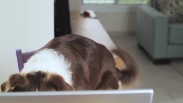 Dog sitting on a chair working on laptop inside an apartment