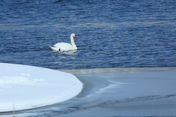 冬の山中湖、白鳥、山中湖、白鳥の湖、氷、野鳥