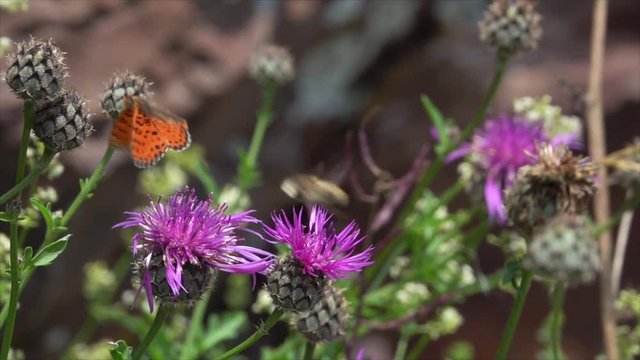 Roter Scheckenfalter (Melitaea didyma) auf Flockenblume im Moseltal bei Valwig
