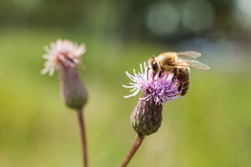 Bee on a pink flower Field thistle. Field wild-type plant with spines.