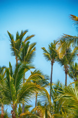 Fototapeta na wymiar tropical palm trees against a blue sky