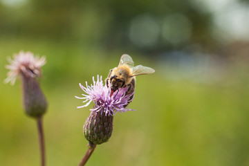 Bee on a pink flower Field thistle. Field wild-type plant with spines.