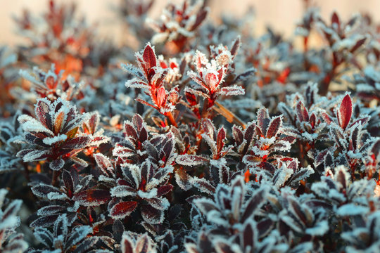 2 362 Best Azalea Fall Images Stock Photos Vectors Adobe Stock