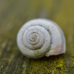 Poster snail in the nature © Ismael