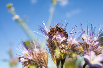 Bee on flower pink phacelia. Collecting pollen and drink nectar. Light Purple flower with insect.