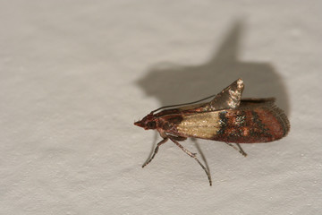 Indian meal moth pest, Plodia interpunctella