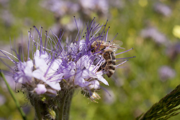 Bee on light violets flowers Phacelia tanacetifolia on Blur background. Pollen on the legs.