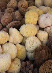 Bunch of Natural brown and yellow sponges from Symi island