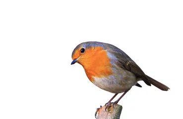 Foto op Plexiglas Der Gartenvogel Rotkehlchen freigestellt in hübscher Pose auf Ast sitzend © Bernd Wolter