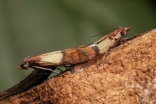 Mating Of Indian Meal Moth Pest, Plodia Interpunctella