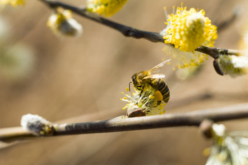 Bee pollinates a blooming tree. The bee collects pollen on the flowering tree. Bee on catkins. Yellow pollen on twigs and he bee. © Szymon Kaczmarczyk