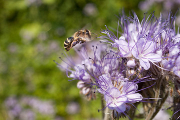Bees on flowers. Bee on light violets flowers Phacelia tanacetifolia on Blur background. Pollen on the legs.