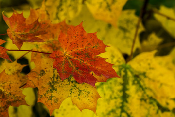 Ahorn im Herbstkleid