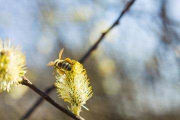 Bee pollinates a blooming tree. The bee collects pollen on the flowering tree. Bee on catkins. Yellow pollen on twigs and he bee. © Szymon Kaczmarczyk