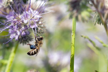 Bees on flowers. Bee on light violets flowers Phacelia tanacetifolia on Blur background. Pollen on the legs.