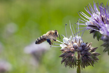 Bees on flowers. Bee on light violets flowers Phacelia tanacetifolia on Blur background. Pollen on the legs.