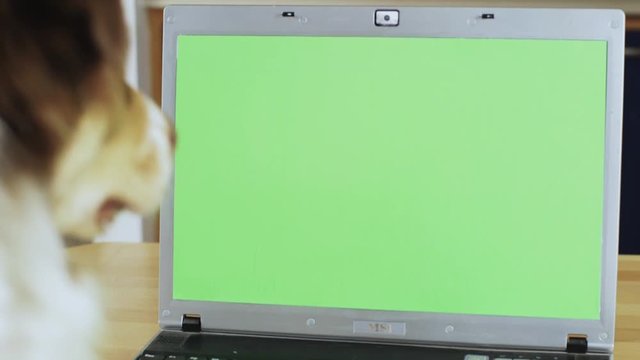 Dog sitting on a chair working on a laptop OTS a green computer screen