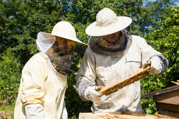 The beekeeper looks at the bee to the hive. Care of bees in the apiary. Extracting honey from the behive.