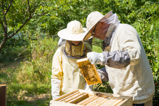 The beekeeper looks at the bee to the hive. Care of bees in the apiary. Extracting honey from the behive.