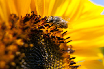 A bee on a sunflower. Collects pollen and drink nectar. Yellow flower with insect.