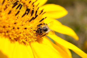 A bee on a sunflower. Collects pollen and drink nectar. Yellow flower with insect.