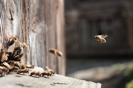 Bee flying to hive. The bees enter the hive.