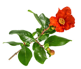 Fresh pomegranate leaves and flowers isolated on white background with clipping path
