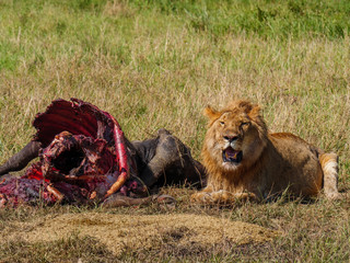 East african lion protecting his cape buffalo prey