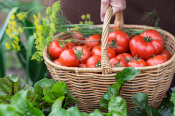 Fototapeta na wymiar Woman caries tomatoes in a basket across vegetable garden; farming, gardening and agriculture concept