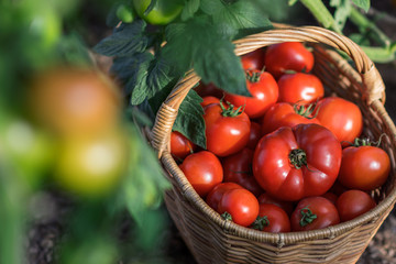 Harvest of tomatoes in the basket outdoors, farming, gardening and  agriculture  concept