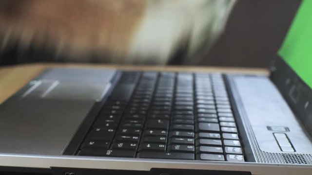 Dog's hands typing on a green screen laptop, close up of paws typing
