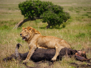 East african lion protecting his cape buffalo prey