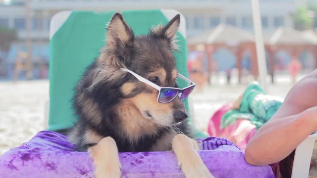 Furry dog with sunglasses enjoying a red Popsicle on the beach